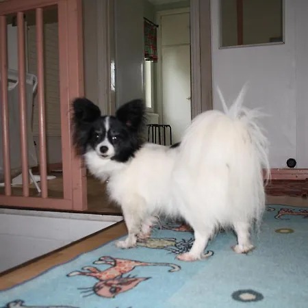 Vanha Valko